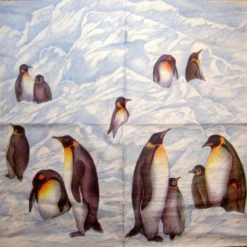018 Penguins - 3-ply (dark) - MOLCA